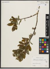 Foto von Salix appendiculata Vill.